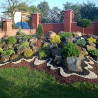 beautiful medium-sized coniferous trees in the landscape design of a summer cottage