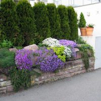 beautiful tall conifers in the landscape design of the cottage