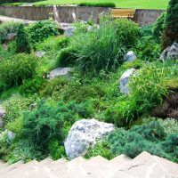 beautiful tall coniferous flowers in the landscape design of a summer cottage