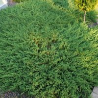 beautiful creeping conifers in the landscaping of a summer cottage picture