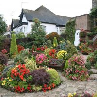 large medium-sized coniferous plants in the landscape design of a summer cottage