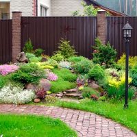 large medium-sized coniferous flowers in the landscape design of a summer cottage