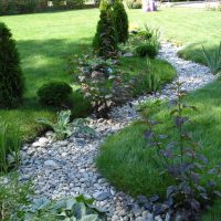 beautiful undersized conifers in the landscaping of the cottage photo