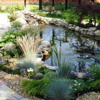 beautiful medium-sized coniferous plants in the landscape design of a summer cottage