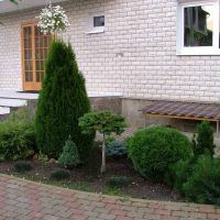 large creeping conifers in the landscaping of the cottage