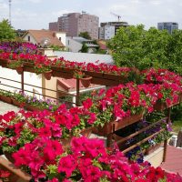 bellissimi fiori all'interno del balcone sull'immagine di esempio degli scaffali