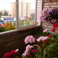 fiori luminosi sul balcone sul quadro interno degli scaffali