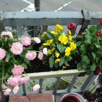 bright flowers in the interior of the balcony on the shelves design photo