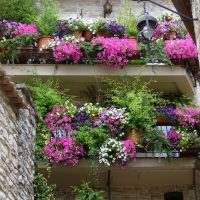 bellissimi fiori sul balcone sugli scaffali foto di esempio