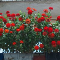 fiori chic all'interno del balcone sull'immagine interna di whatnots