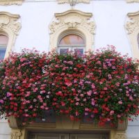 fiori luminosi sul balcone sulla foto interna degli scaffali