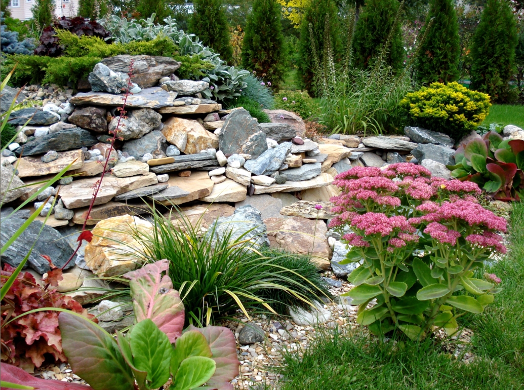 bellissimi fiori di conifere striscianti nella progettazione del paesaggio di un cottage estivo