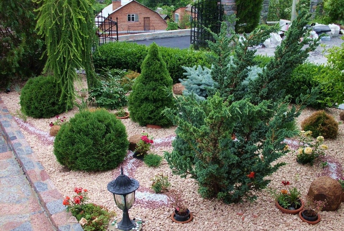 bellissimi fiori di conifere striscianti nel paesaggio di un cottage estivo