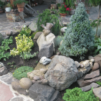 beautiful creeping conifers in the landscape design of the cottage