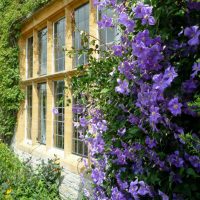 bellissime conifere di medie dimensioni nella progettazione del paesaggio di una foto di un cottage estivo