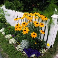 veliki cvjetovi crnogorice u pejzažnom dizajnu ljetne kućice
