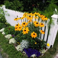 grandi fiori di conifere sottodimensionati nella progettazione del paesaggio di un cottage estivo