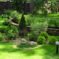 large undersized coniferous flowers in the landscape design of a summer cottage picture