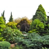 grandi fiori di conifere alti nella progettazione del paesaggio della foto del cottage di estate