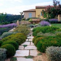 large undersized conifers in the landscape design of the cottage plot picture