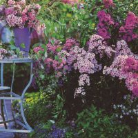 chic landscaping of the courtyard in the English style with flowers picture