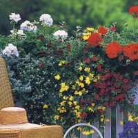 bellissimi fiori all'interno del balcone sull'immagine di esempio degli scaffali