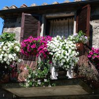 beautiful flowers in the interior of the balcony on the shelves sample photo