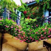 lijepo cvijeće na balkonu na policama dizajnira sliku