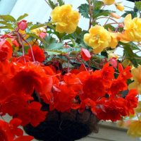 chic flowers in the interior of the balcony on the shelves interior photo