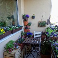 beautiful flowers in the interior of the balcony on the lintels interior picture