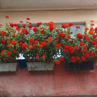 chic flowers in the interior of the balcony on the shelves design photo