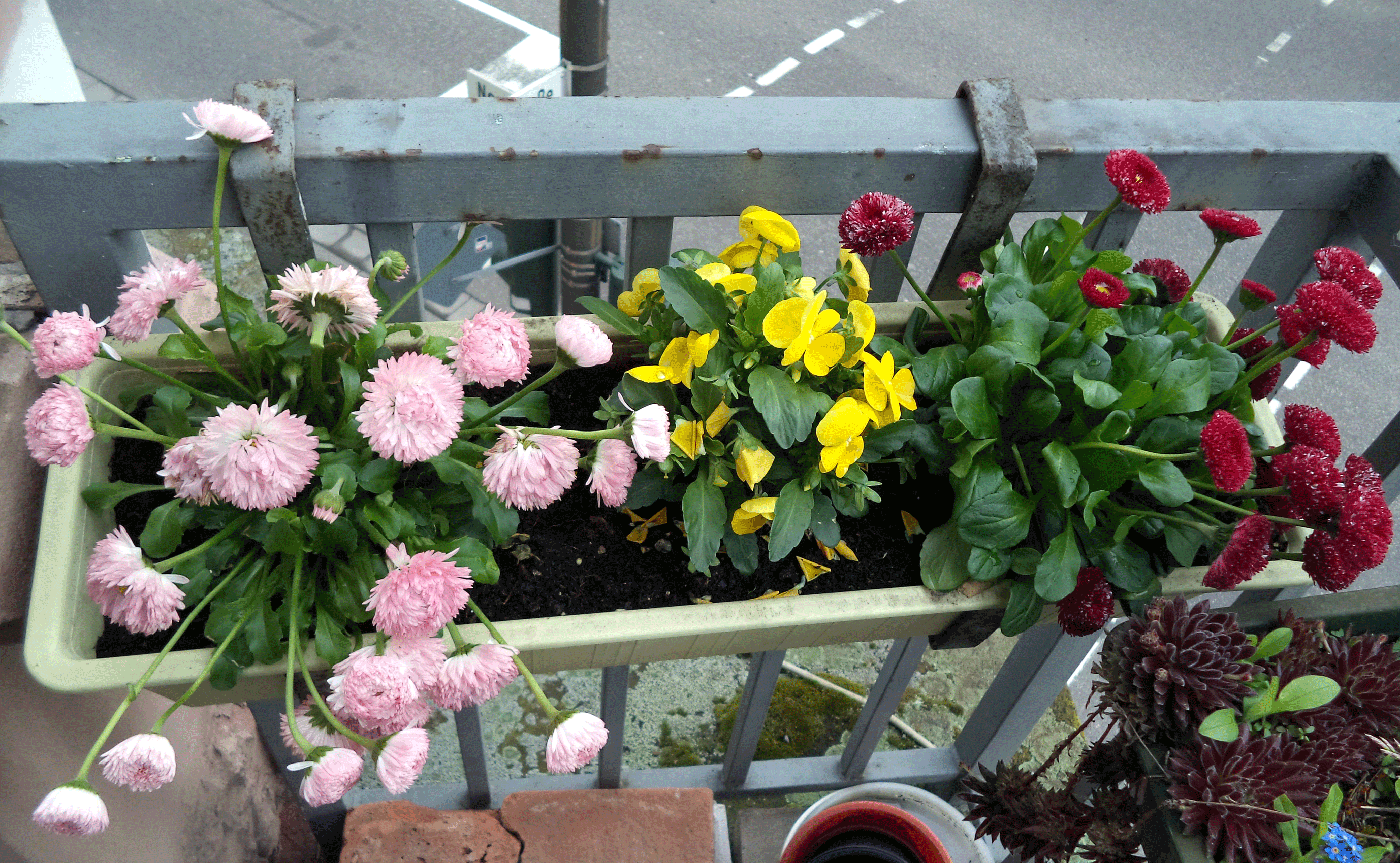 fiori chic sul balcone all'interno degli scaffali