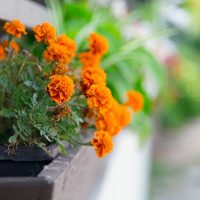 bellissimi fiori all'interno del balcone sul quadro interno degli scaffali