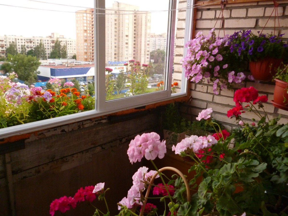 bellissimi fiori all'interno del balcone sull'esempio degli scaffali