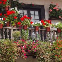 bellissimi fiori all'interno del balcone sulla foto degli interni degli architravi