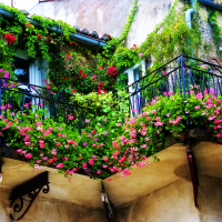 beautiful flowers on the balcony on the shelves interior picture