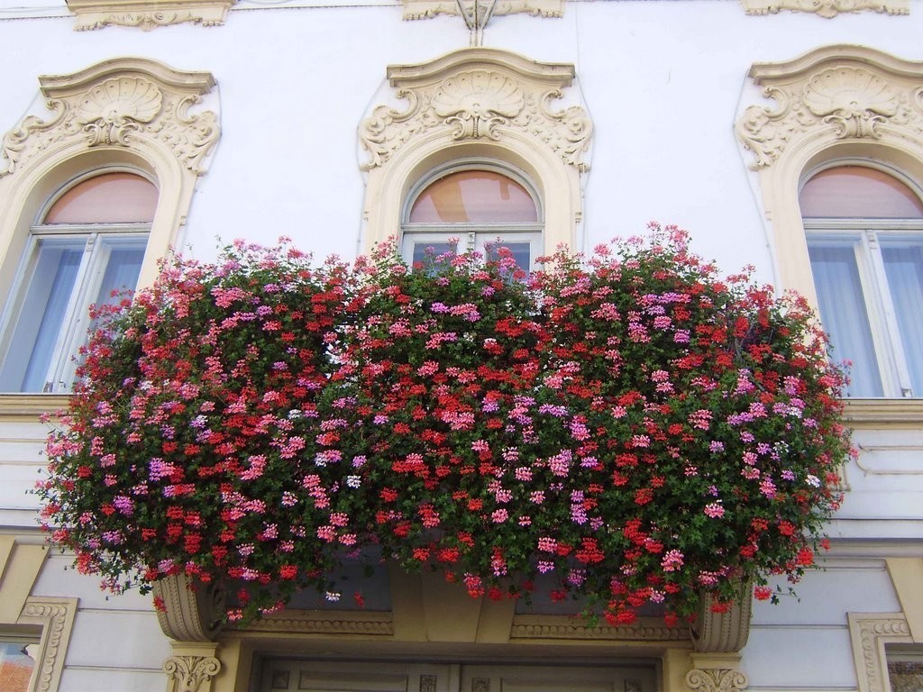 fiori luminosi su un balcone su whatnot design