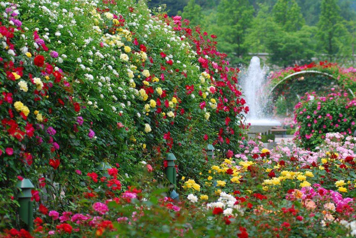 grandi fiori luminosi nella progettazione del paesaggio dell'aiuola