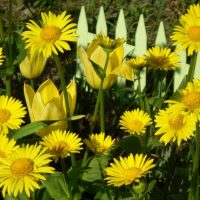 piccoli bellissimi fiori nella foto paesaggistica rosario