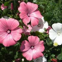 small bright flowers in landscaping rosary photo