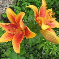 piccoli bellissimi fiori nella progettazione del paesaggio di una foto di casa di campagna