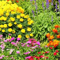 grandi fiori luminosi nella foto dei cottage di progettazione del paesaggio