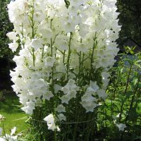 small bright flowers in the landscape design of the cottage