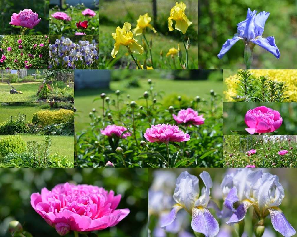 piccoli fiori luminosi nella progettazione del paesaggio del cottage