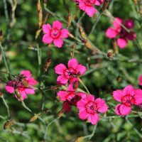 small beautiful flowers in landscaping flower beds picture