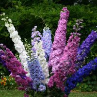 piccoli fiori insoliti nella progettazione del paesaggio di una foto di casa di campagna