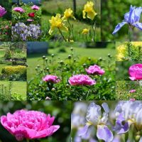 small bright flowers in landscaping flower beds picture