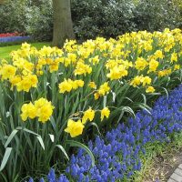 grandi fiori insoliti in foto paesaggistica cottage