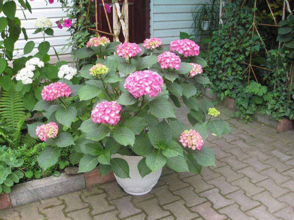 piccoli fiori luminosi nella progettazione del paesaggio di una casa di campagna