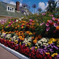 grandi fiori luminosi nella progettazione del paesaggio della foto del cottage